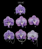 Pierced Orchid Hairclip/Keychain